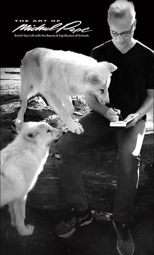 Canadian Wildlife Artist Michael Pape sketching two five month old Arctic Wolves.