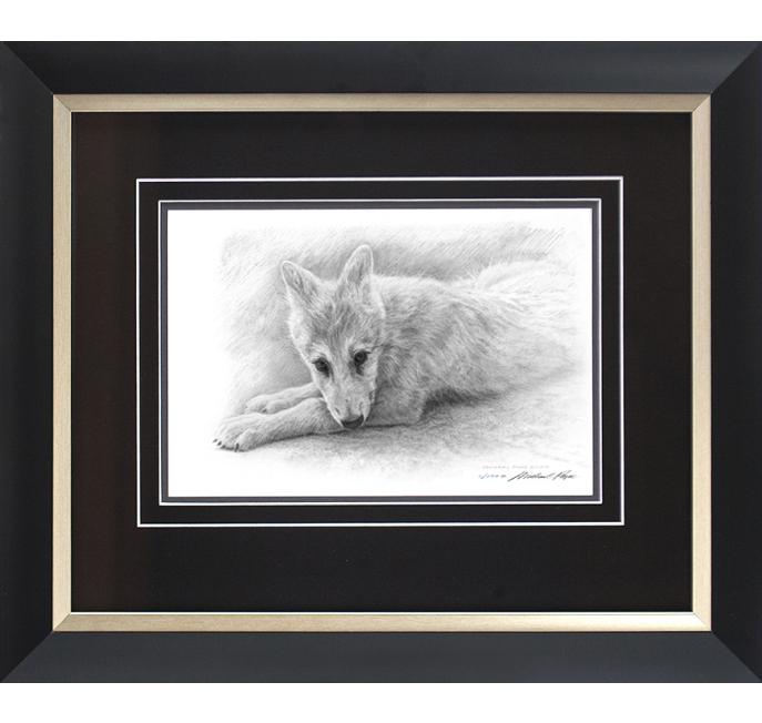 Order your fine art giclée limited edition print of this Arctic Wolf Pup Study, titled, Alaska by Canadian Wildlife Artist Michael Pape.