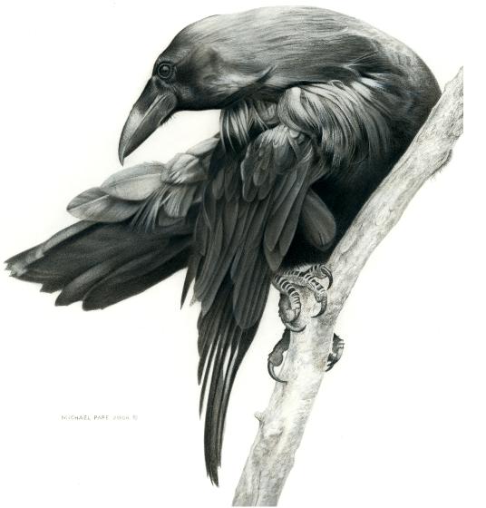 Raven