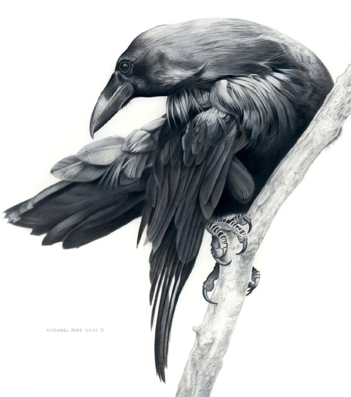 Order limited edition prints or giclée limited edition print of the Common Raven mixed media drawing titled Raven Study by Canadian Wildlife Artist Michael Pape.