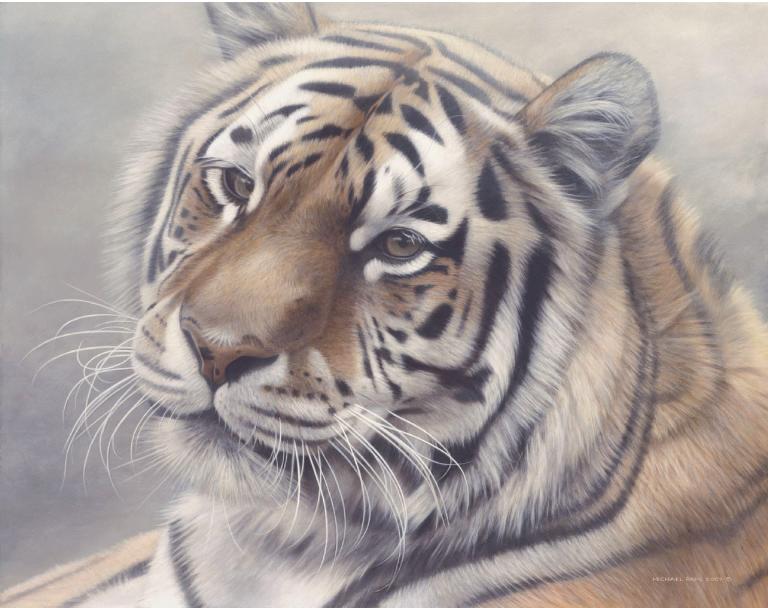 Siberian Mist Amur (Siberian), Tiger orginal wildlife painting masonite is sold. Framed limited edition giclée wildlife prints on watercolour paper  is available by Canadian wildlife artist Michael Pape.