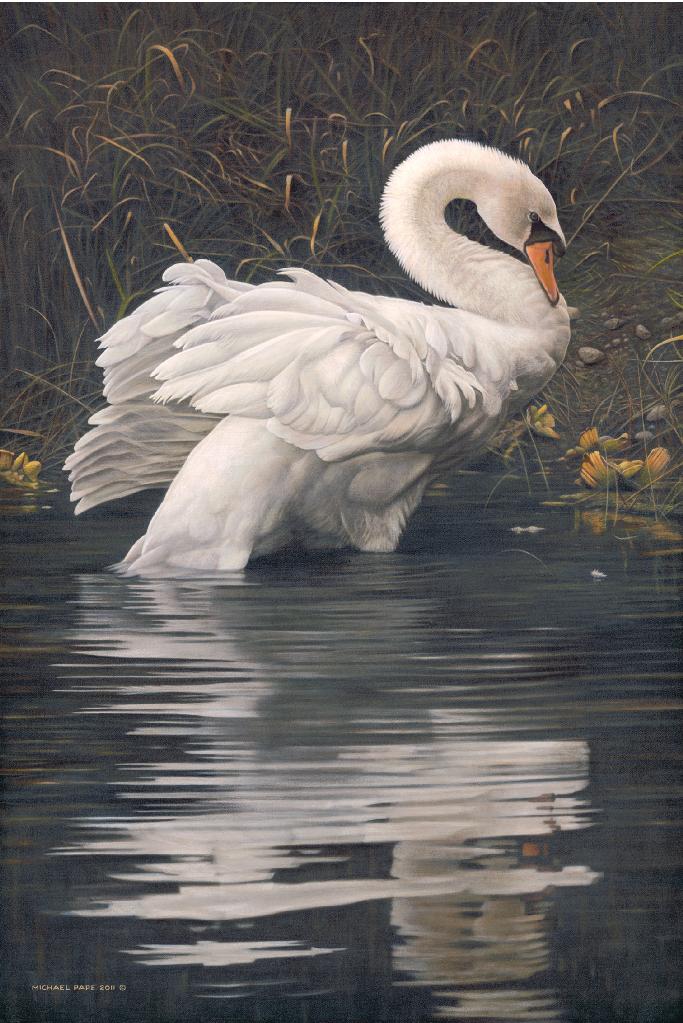 Grace – Mute Swan, limited edition giclée wildlife prints on paper & canvas are available in three different sizes & are for sale by Canadian wildlife artist Michael Pape.