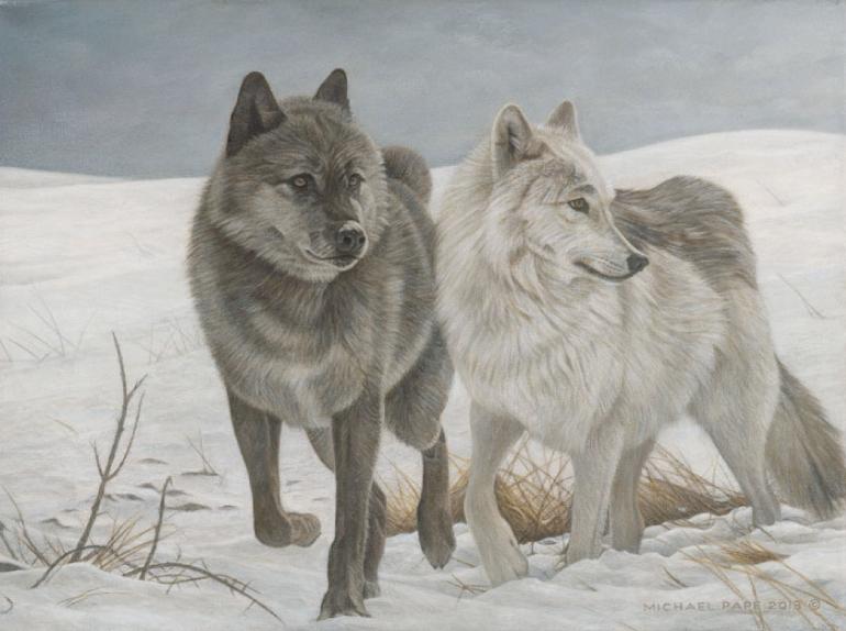Wotan & Cheyenne - Grey Wolves, limited edition giclée wildlife prints on paper & canvas are available & for sale by Canadian wildlife artist Michael Pape.