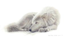 Beautiful Dreamer Remarque orginal wildlife painting on masonite is sold. Framed limited edition giclée wildlife prints on watercolour paper  are available by Canadian wildlife artist Michael Pape.