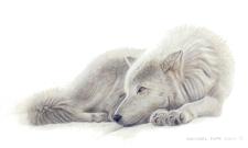 Beautiful Dreamer Remarque orginal wildlife painting on masonite is sold. Framed limited edition giclée wildlife prints on watercolour paper  are available by Canadian wildlife artist Michael Pape.