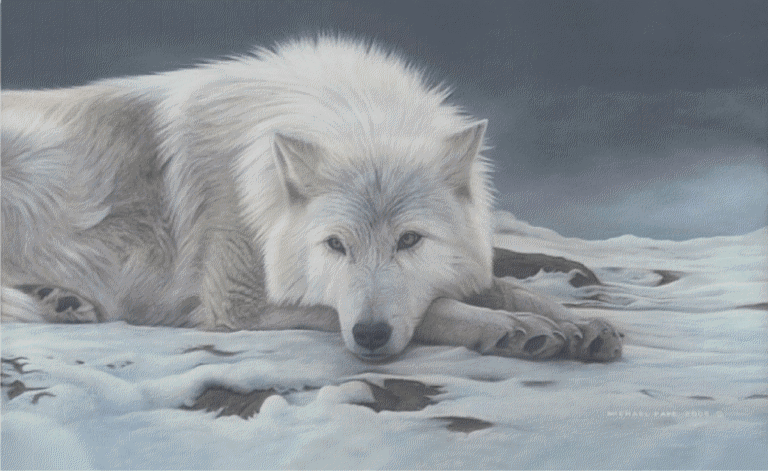 Beautiful Dreamer - Arctic Wolf, original painting is sold. Limited edition giclée wildlife prints on water colour paper & canvas are available by Canadian wildlife artist Michael Pape.