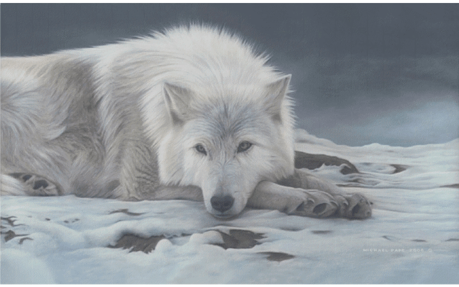 Beautiful Dreamer - Arctic Wolf, original painting is sold. Limited edition giclée wildlife prints on water colour paper & canvas are available by Canadian wildlife artist Michael Pape.