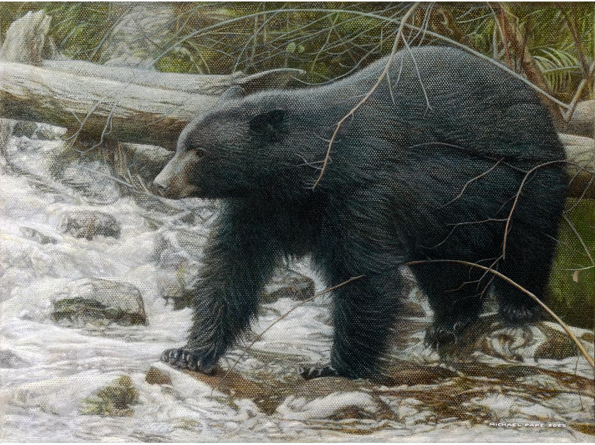 Persistence – Snowy Owl, original acrylic on canvas wildlife painting is available for purchase.  Limited edition giclée wildlife prints on paper & canvas in three sizes are available by Canadian wildlife artist Michael Pape.