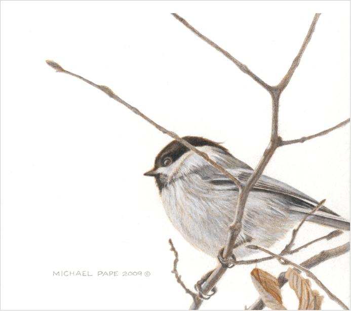 Chickadee on a Branch, by Canadian wildlife artist Michael Pape, Original Mixed Media Drawing has been Sold. Limited edition giclée wildlife prints are available.