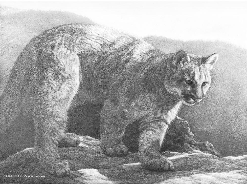 Cougar in Campbell River, original pencil drawing has been sold.  Limited edition giclée wildlife prints on paper & canvas in three sizes are available by Canadian wildlife artist Michael Pape.