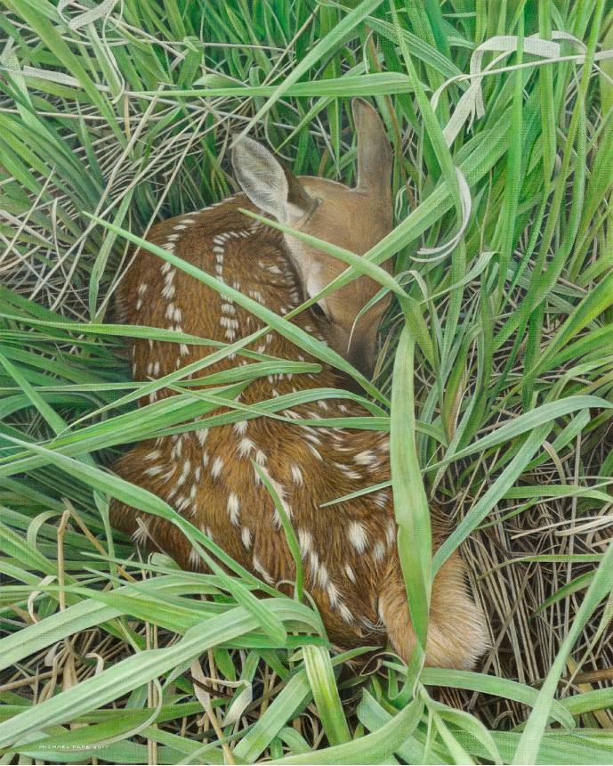 Dear Innocence, original acrylic on canvas wildlife painting is sold.  Limited edition giclée wildlife prints on paper & canvas in three sizes are available by Canadian wildlife artist Michael Pape.