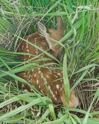 Dear Innocence by Canadian Wildlife Artist Michael Pape. Original Acrylic Painting on Canvas is Sold. Exclusive Limited Edition Giclée Watercolor Paper or Canvas Print is available by visiting www.theartofmichaelpape.com 