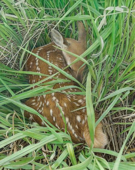Dear Innocence by Canadian Wildlife Artist Michael Pape. Original Acrylic Painting on Canvas is Sold. Exclusive Limited Edition Giclée Watercolor Paper or Canvas Print is available by visiting www.theartofmichaelpape.com 