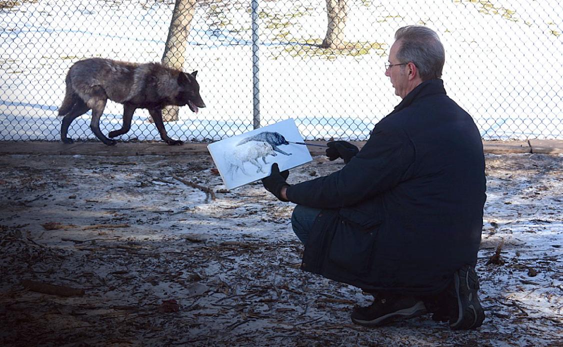 Canadian Wildlife Artist Michael Pape working on a new painting of two wolves "live" inside their enclosure. It is such a previlege to encounter such beauty and hope, first hand, that inspire my paintings.  - Michael Pape