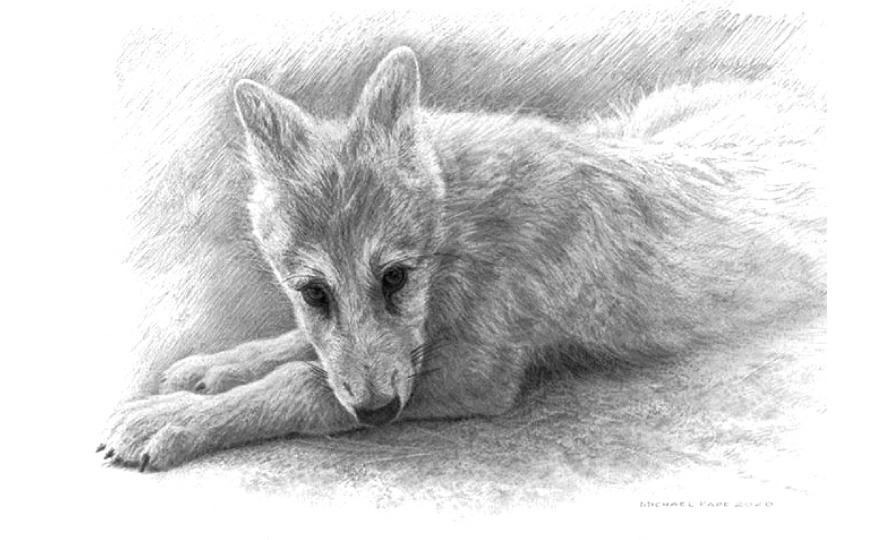 Order your fine art giclée limited edition print of this Arctic Wolf Pup Study, titled, Alaska by Canadian Wildlife Artist Michael Pape.