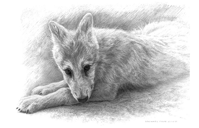 Order your fine art giclée limited edition print of this Arctic Wolf Pup Study, titled, Alaska by Canadian Wildlife Artist Michael Pape.