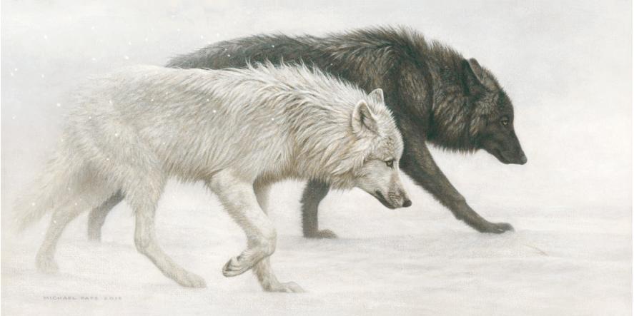 Ghostly Encounter - Grey Wolves, original acrylic on canvas wildlife painting is available.  Limited edition giclée wildlife prints on paper and canvas are available by Canadian wildlife artist Michael Pape.