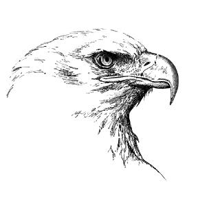 Bald Eagle Pen Sketch by Canadian Wildlife Artist Michael Pape