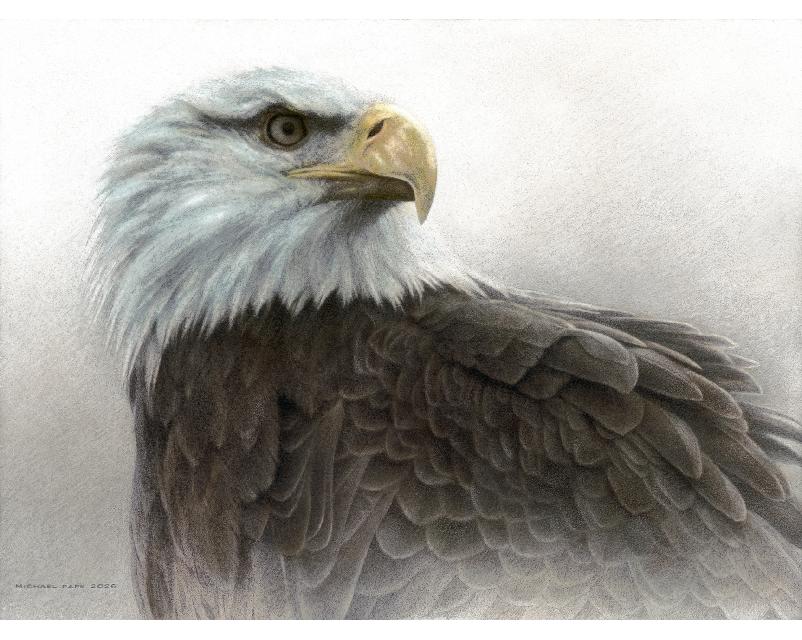 Immature Bald Eagle - 25th Anniversary Edition original wildlife drawing with colour isavailable. Limited edition giclée wildlife prints on paper & canvas in three sizes are available by Canadian wildlife artist Michael Pape.