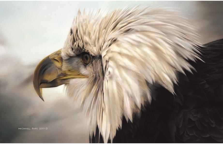 Immature Bald Eagle, a classic, well known painting by Canadian wildlife artist Michael Pape. Limited edition giclée wildlife prints are also available on paper in two different sizes. 