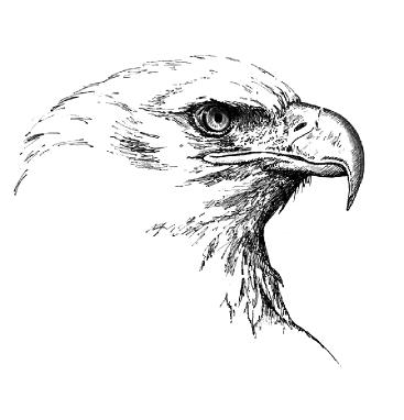 Bald Eagle Pen Sketch by Canadian Wildlife Artist Michael Pape