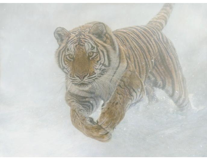 Order your fine art giclée limited edition print of this Siberian Tiger also known as an Amur Tiger painting, titled, Invincible by Canadian Wildlife Artist Michael Pape.