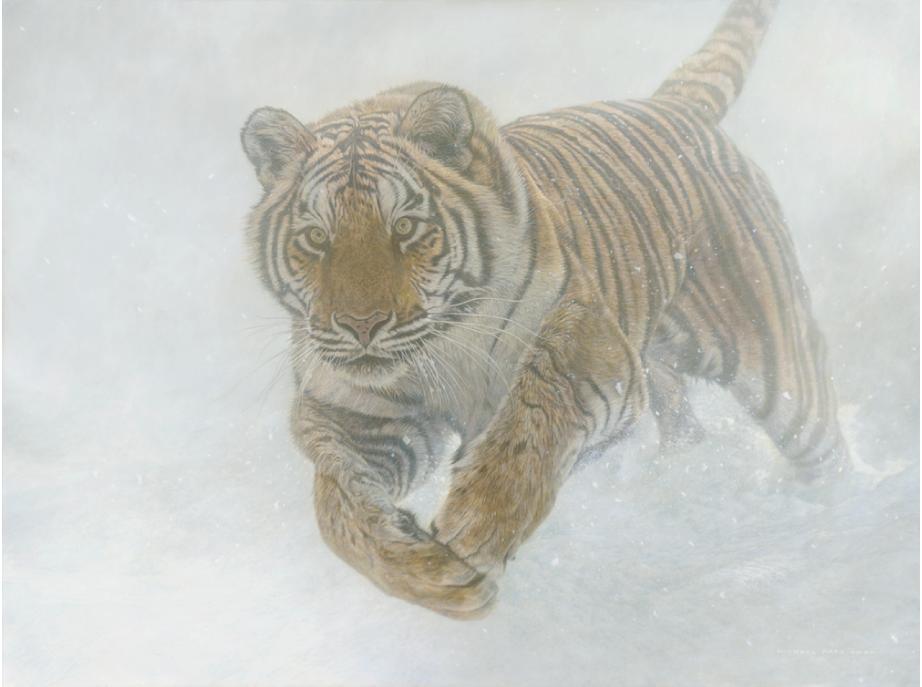 Order your fine art giclée limited edition print of this Siberian Tiger also known as an Amur Tiger painting, titled, Invincible by Canadian Wildlife Artist Michael Pape.