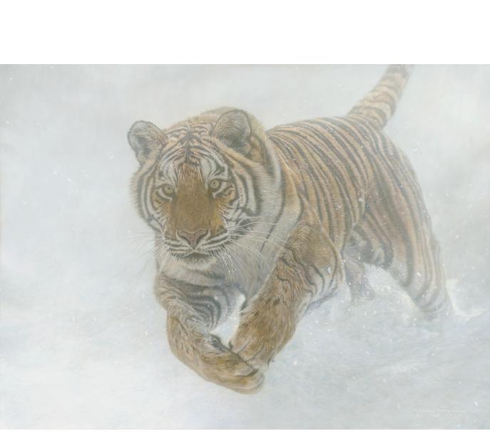 Order your fine art giclée limited edition print of this Siberian Tiger also known as an Amur Tiger painting, titled, Invincible by Canadian Wildlife Artist Michael Pape.