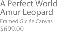 A Perfect World -Amur Leopard