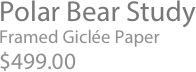 Polar Bear Study