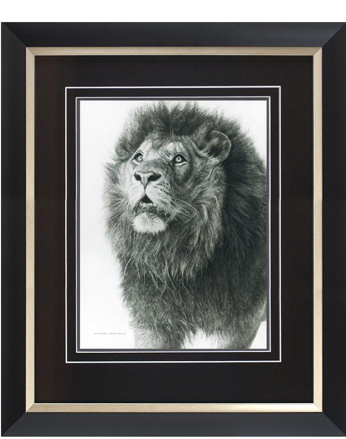 Order your fine art giclée limited edition print of this African Lion Study Pencil Drawing, titled, Wisdom From Above by Canadian Wildlife Artist Michael Pape.