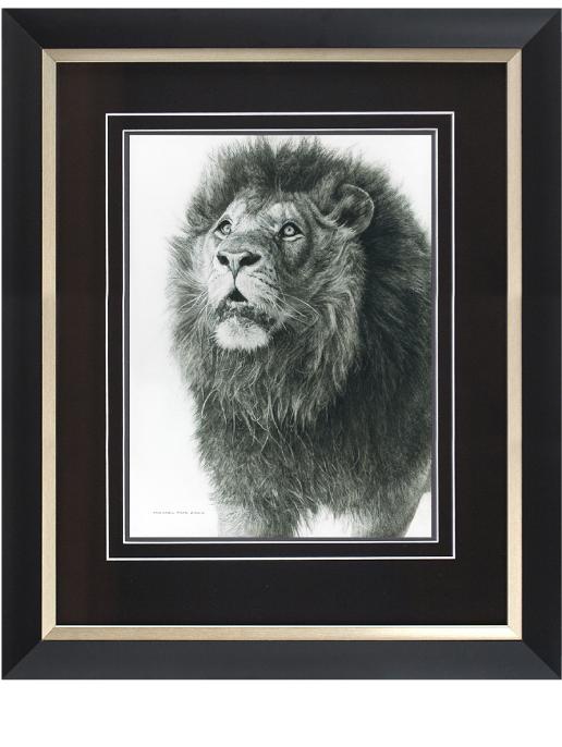 Order your fine art giclée limited edition print of this African Lion Study Pencil Drawing, titled, Wisdom From Above by Canadian Wildlife Artist Michael Pape.