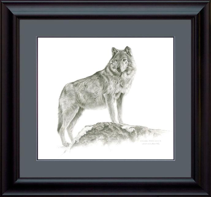 Maikan- Grey Wolf, original pencil drawing is sold. Limited edition giclée wildlife prints on water colour paper are available in two sizes & for sale by Canadian wildlife artist Michael Pape.