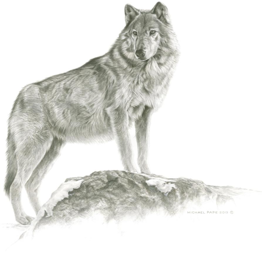 Maikan- Grey Wolf, original pencil drawing is sold. Limited edition giclée wildlife prints on water colour paper are available in two sizes & for sale by Canadian wildlife artist Michael Pape.