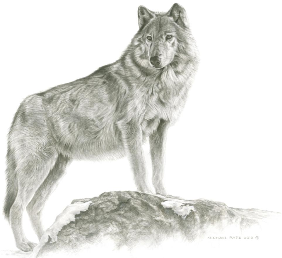 Maikan- Grey Wolf, original pencil drawing is sold. Limited edition giclée wildlife prints on water colour paper are available in two sizes & for sale by Canadian wildlife artist Michael Pape.