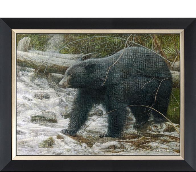 Cougar in Campbell River, original pencil drawing has been sold. Limited edition giclée wildlife prints on paper & canvas in three sizes are available by Canadian wildlife artist Michael Pape.