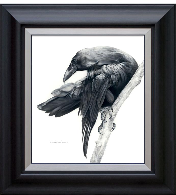 Order limited edition prints or giclée limited edition print of the Common Raven mixed media drawing titled Raven Study by Canadian Wildlife Artist Michael Pape.