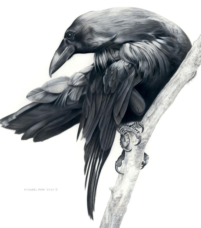 Order limited edition prints or giclée limited edition print of the Common Raven mixed media drawing titled Raven Study by Canadian Wildlife Artist Michael Pape.