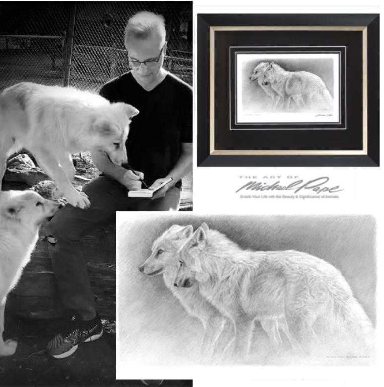 Order your fine art giclée limited edition print of this Arctic Wolf Pup Study, titled, Alaska by Canadian Wildlife Artist Michael Pape.