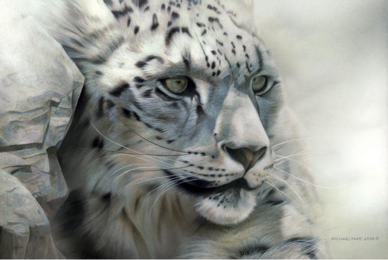 SolitaryWatchSnowLeopard