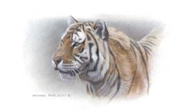 Siberian Mist Amur (Siberian), Tiger Remarque orginal wildlife painting masonite is sold. Framed limited edition giclée wildlife prints on watercolour paper  is available by Canadian wildlife artist Michael Pape.