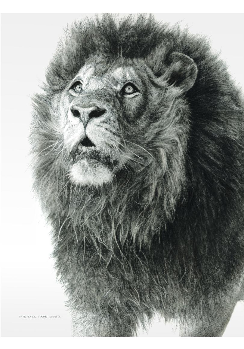 Order your fine art giclée limited edition print of this African Lion Study Pencil Drawing, titled, Wisdom From Above by Canadian Wildlife Artist Michael Pape.