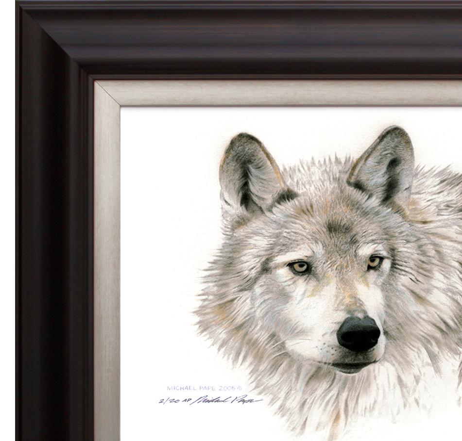 Wolf Head Study, Framed Giclée Paper by Canadian Wildlife Artist Michael 