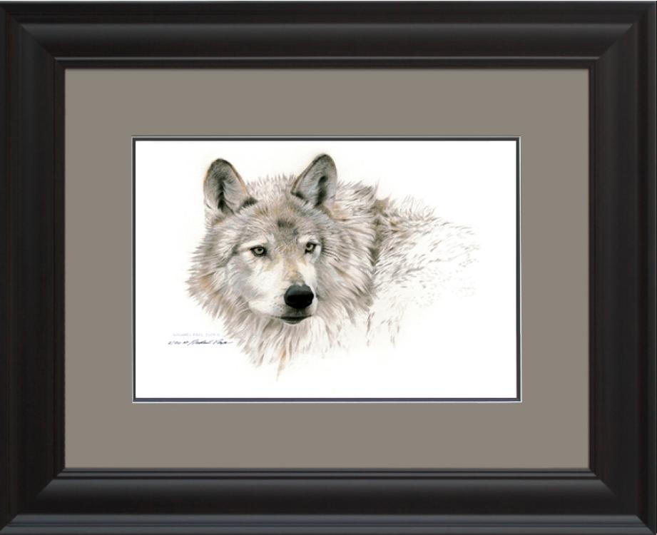 Wolf Head Study, Framed Giclée Paper by Canadian Wildlife Artist Michael 
